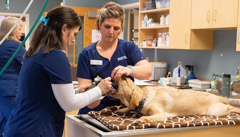 ExamTeeth | McKean Veterinary Hospital