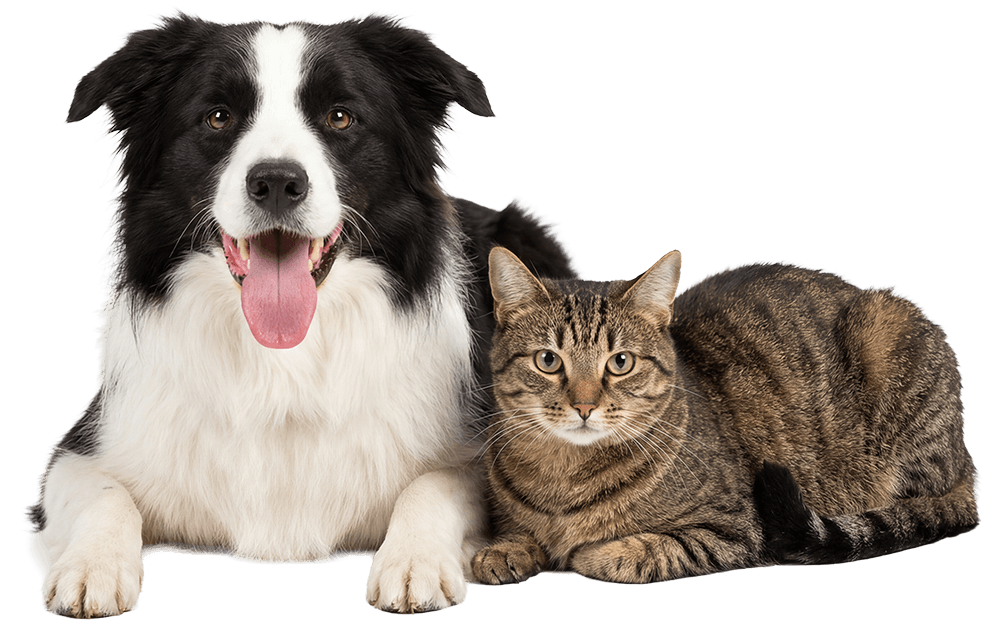 black and white dog and brown striped cat sitting together
