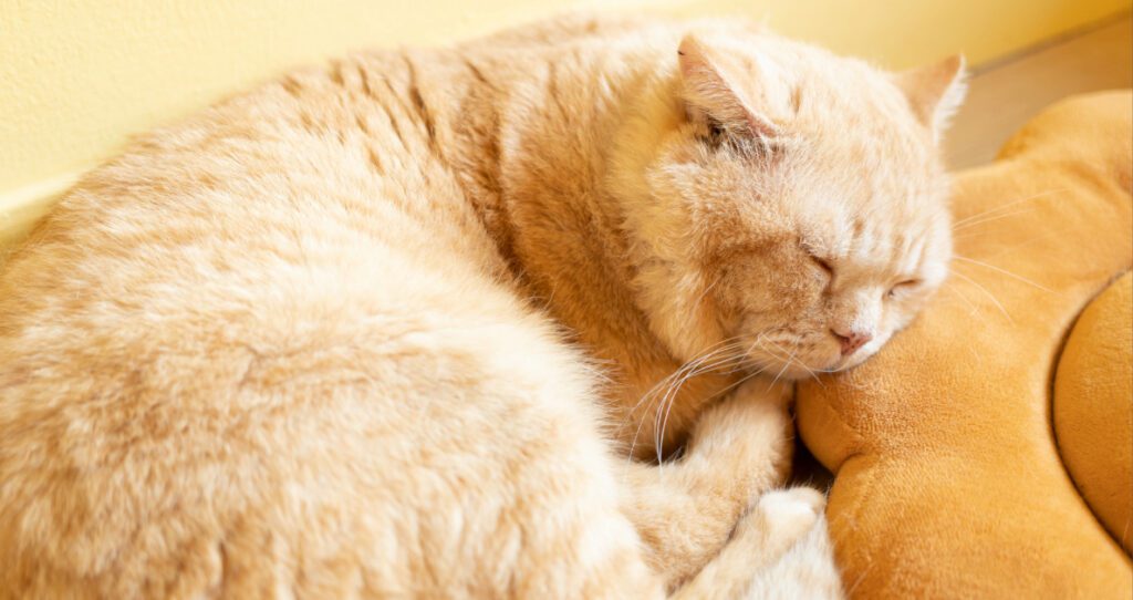 cat sleeping curled up next to a pillow