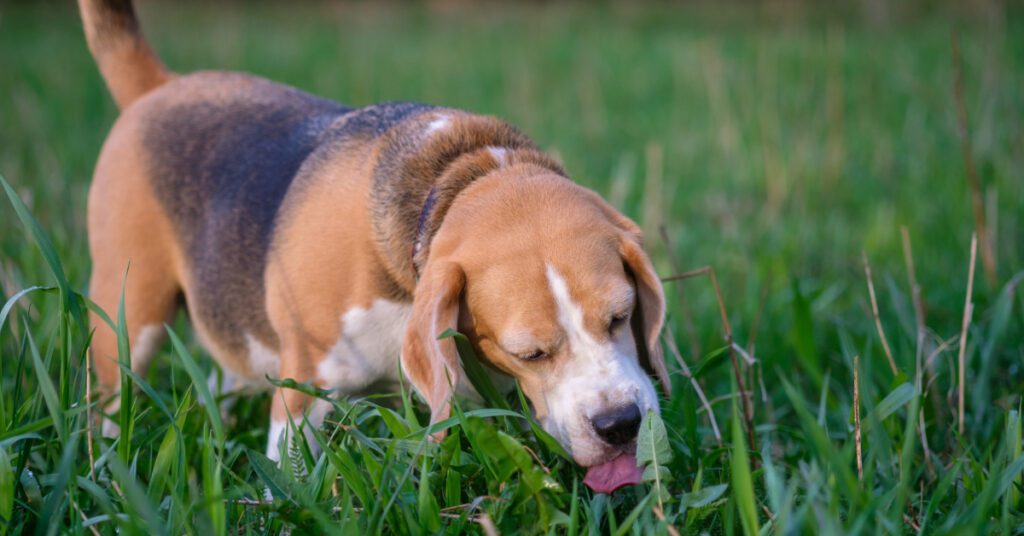 beagle dog eating grass