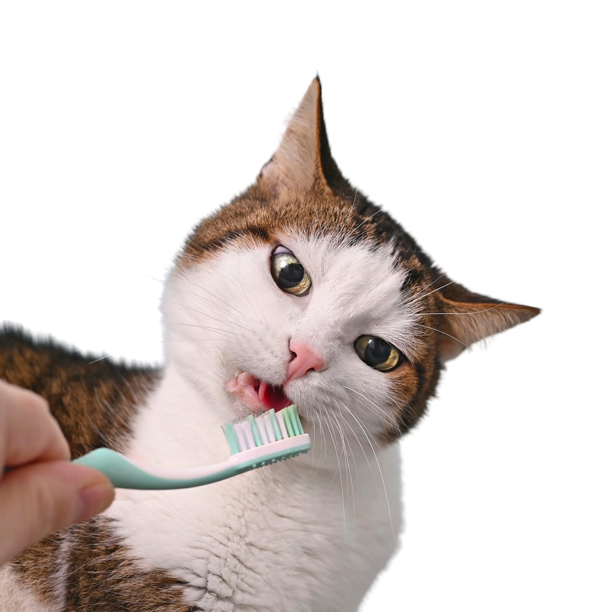 person brushing brown and white cat's teeth