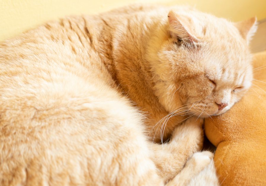 cat sleeping curled up next to a pillow