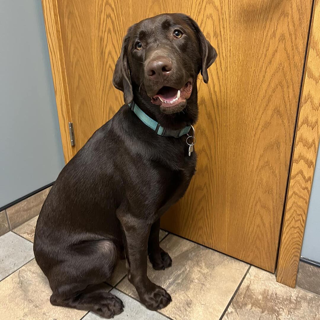 Chocolate lab sitting in the exam room