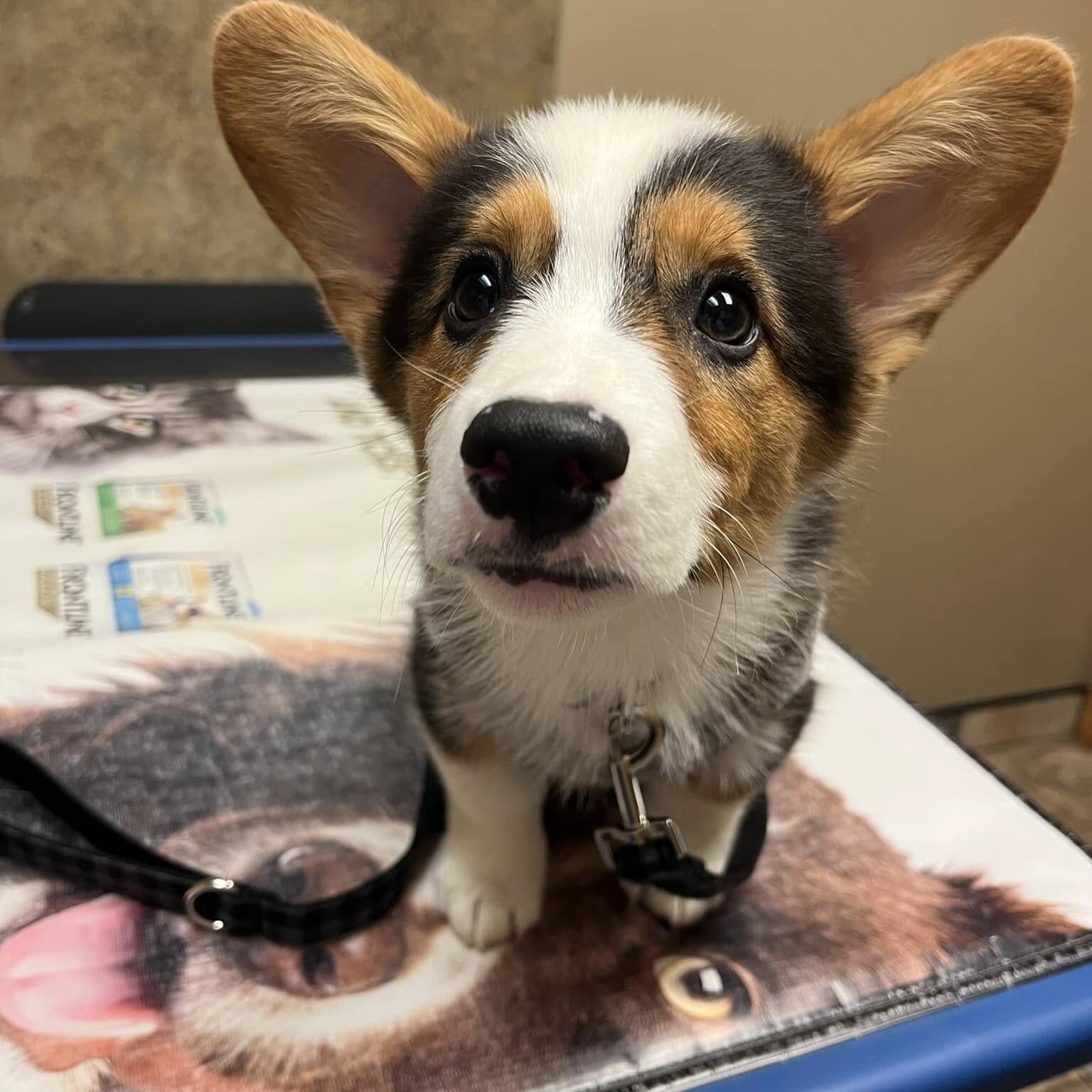 brown and white corgi puppy on exam table