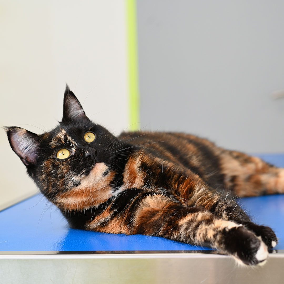 Dark Calico Cat laying on the exam table