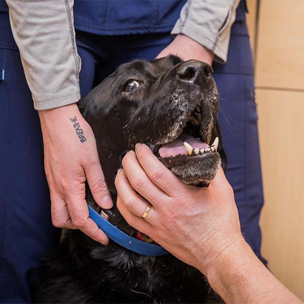 black dog getting its mouth examined by vet