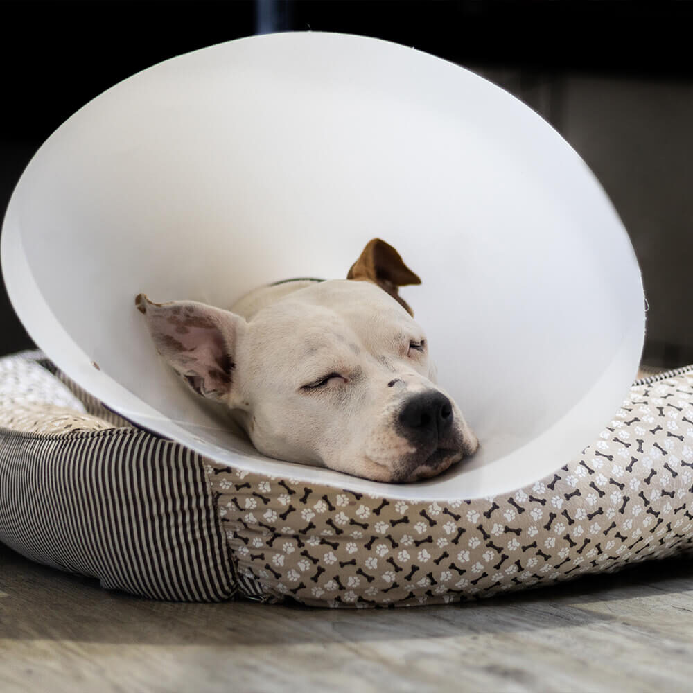 white dog in surgical cone sleeping in dog bed