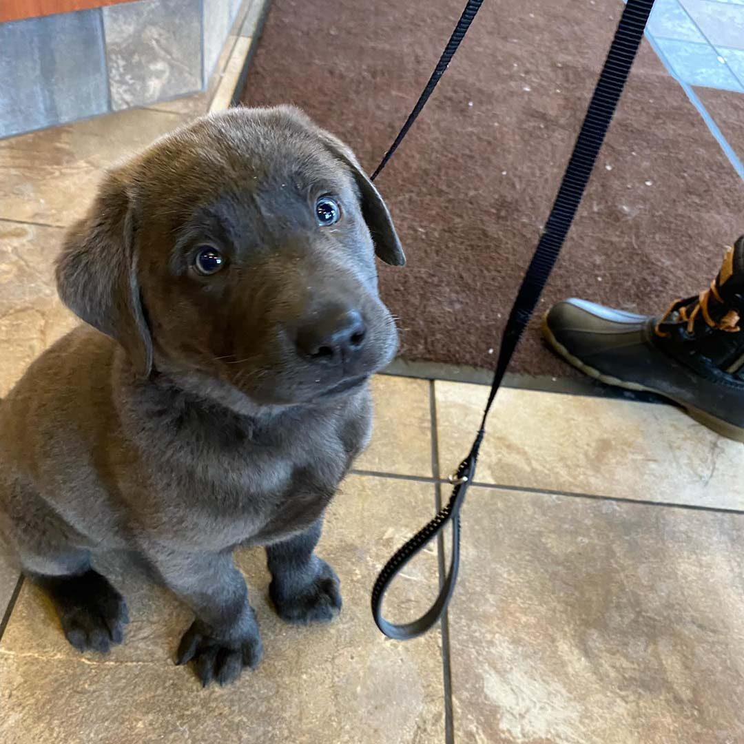 gray puppy in the lobby