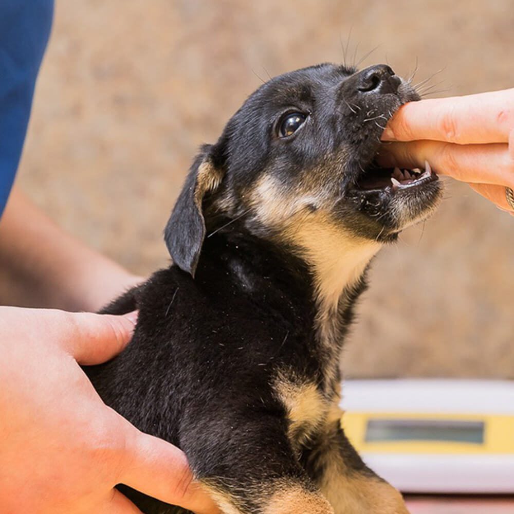 small black and brown puppy biting at someones fingers