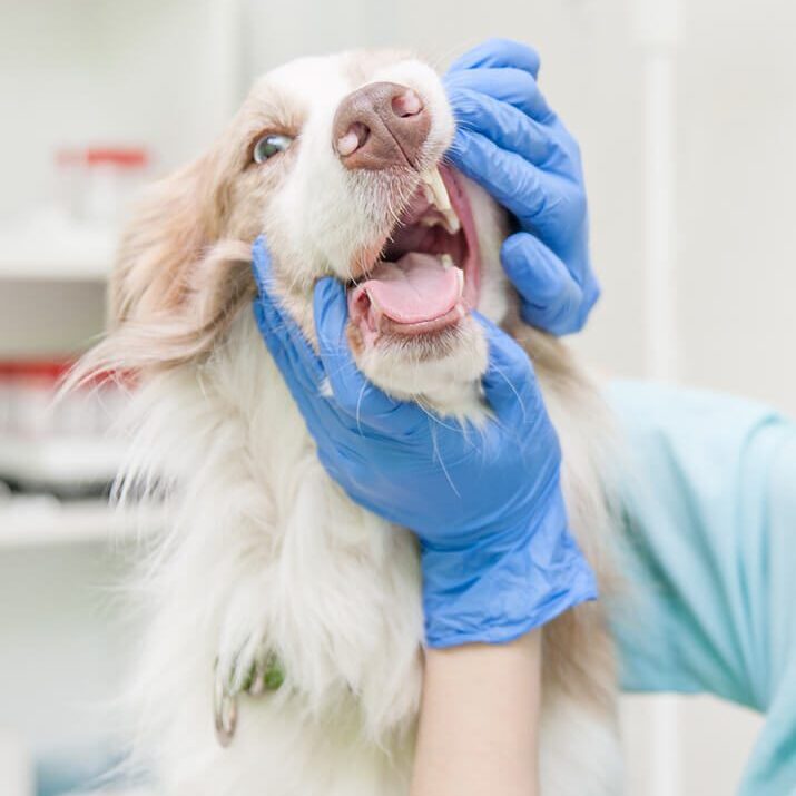 white fluffy dog getting dental exam