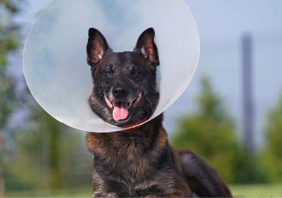 large dog laying in the grass while wearing an e-collar