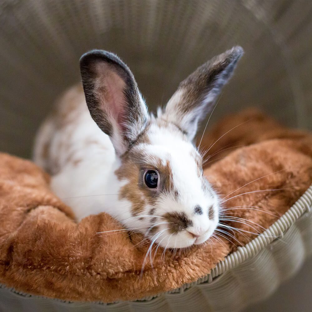 white and brown spotted rabbit on orange blanket