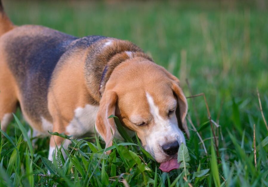 beagle dog eating grass